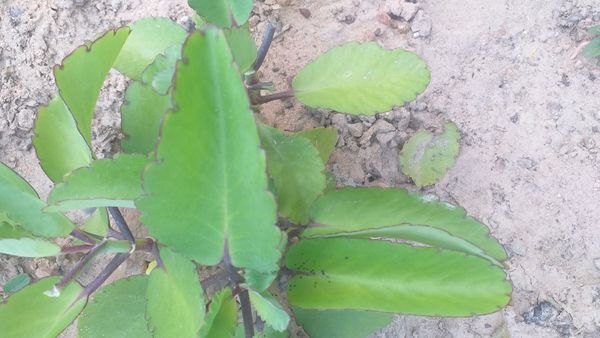 Identificação da planta Aranto por foto