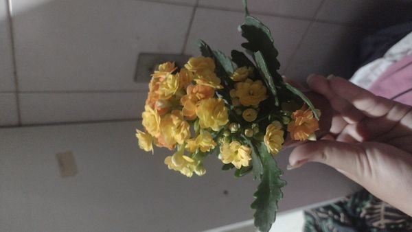 Identificação da planta Calandiva por foto