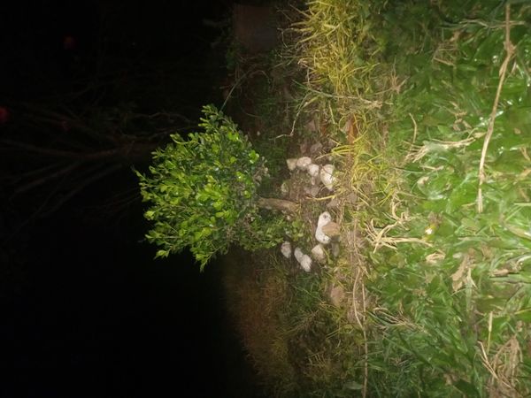 Identificação da planta Buxinho por foto
