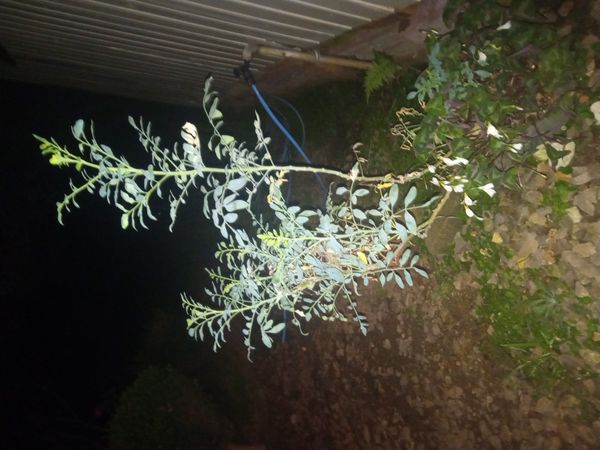Identificação da planta Arruda por foto