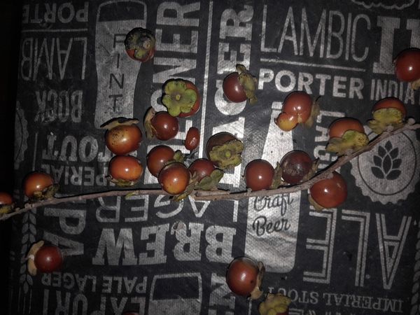 Identificação da planta Lótus por foto