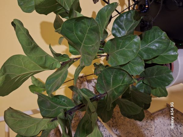 Identificação da planta Figueira-lira por foto