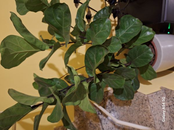 Identificação da planta Figueira-lira por foto
