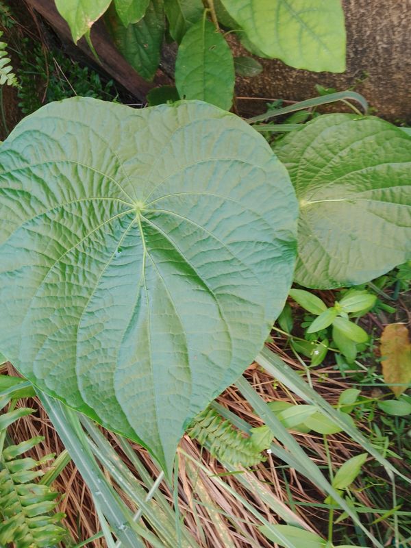 Identificação da planta Capeba por foto