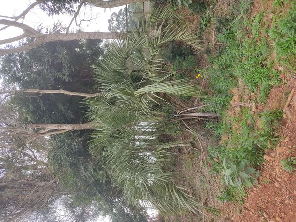 Identificação da planta Butiá-da-praia por foto