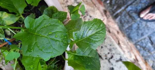Identificação da planta Crepe do Japão por foto
