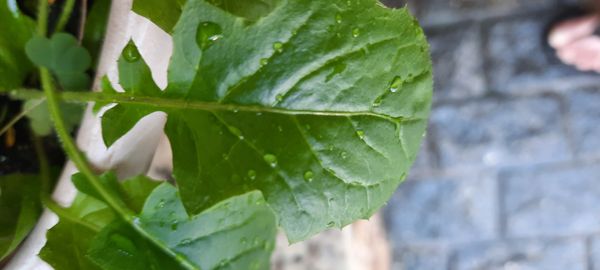 Identificação da planta Crepe do Japão por foto