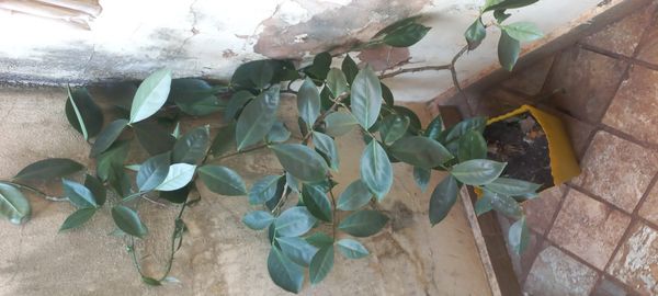 Identificação da planta Ora-pro-nóbis por foto