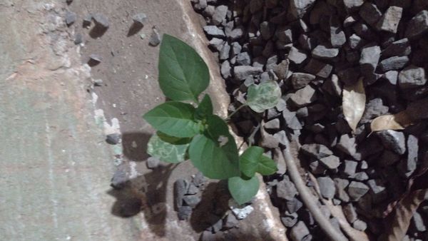 Identificação da planta Maria-pretinha por foto