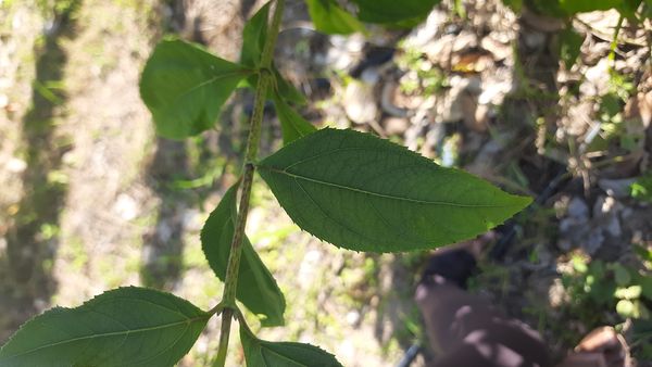 Identificação da planta Alcachofra-de-Jerusalém por foto
