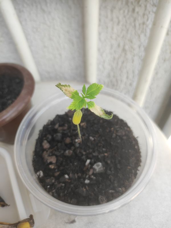 Identificação da planta Maconha por foto