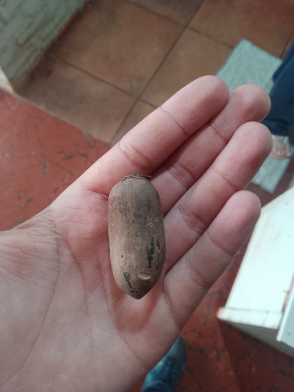 Identificação da planta Espinheira-santa por foto