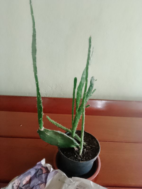 Identificação da planta Figueira-da-Índia por foto