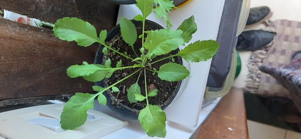 Identificação da planta Mastruço por foto