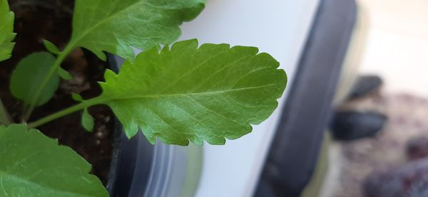 Identificação da planta Amor-perfeito por foto