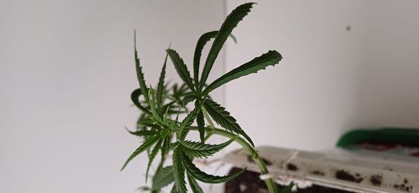 Identificação da planta Maconha por foto