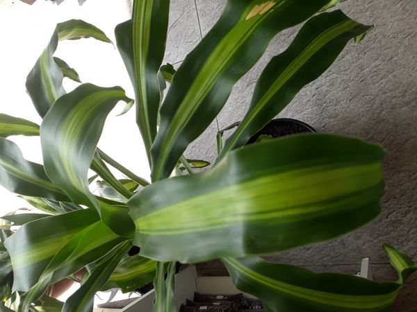 Identificação da planta Pau-d'água por foto