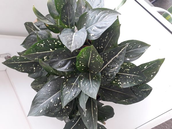 Identificação da planta Comigo-ninguém-pode por foto