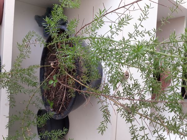 Identificação da planta Alfinete por foto