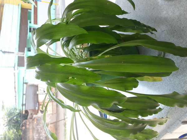 Identificação da planta Lírio-do-brejo por foto