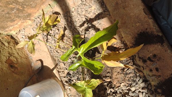 Identificação da planta Guanandi por foto