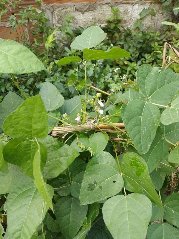 Identificação da planta Feijão-de-lima por foto
