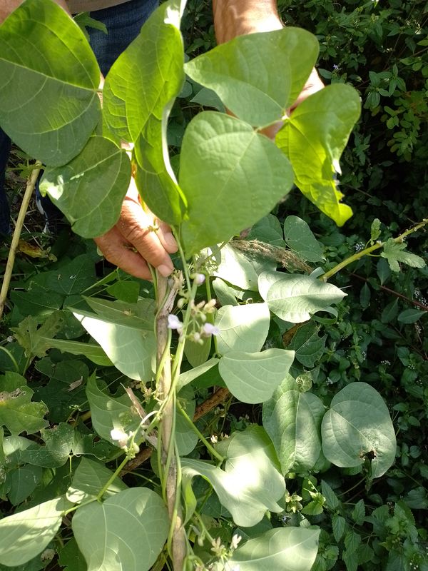 Identificação da planta Feijão-de-lima por foto