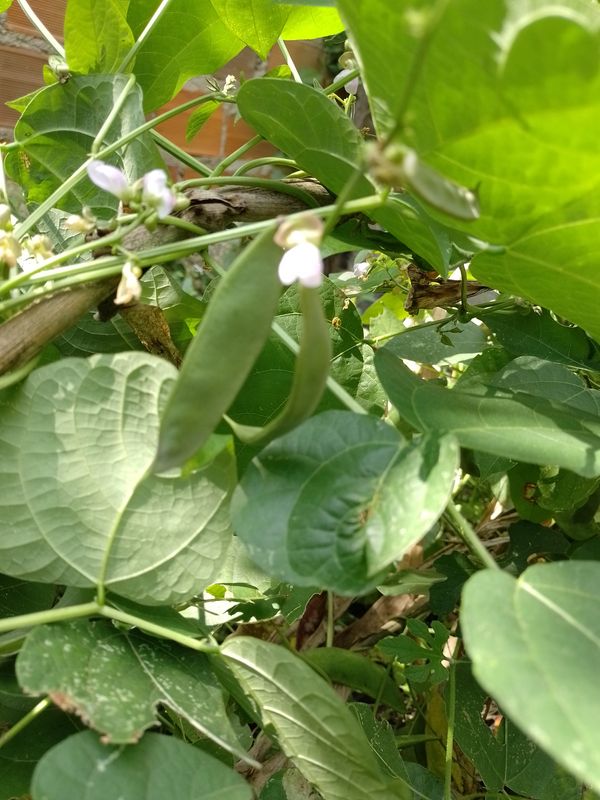 Identificação da planta Feijão-de-lima por foto