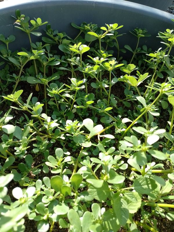 Identificação da planta Portulaca por foto