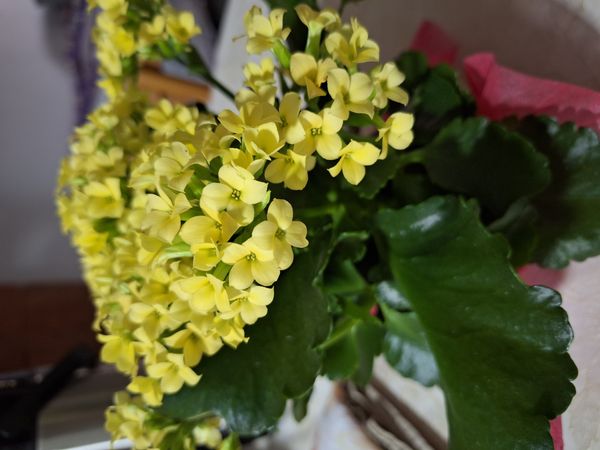 Identificação da planta Flor da fortuna por foto