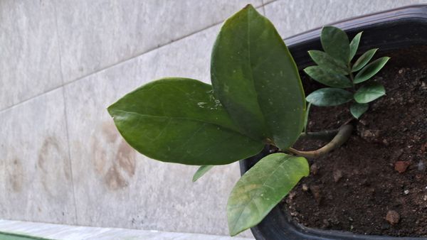 Identificação da planta Flor-de-cera por foto
