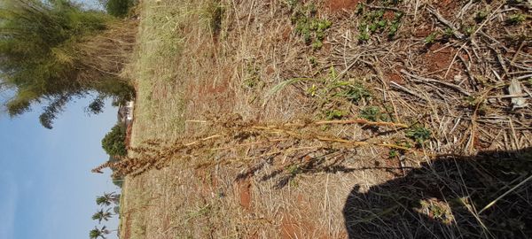 Identificação da planta Caruru-de-mancha por foto