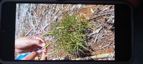 Identificação da planta Rattlepod por foto