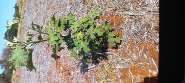 Identificação da planta Fumacinha por foto