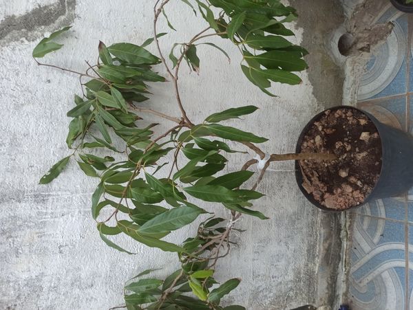 Identificação da planta Lichia por foto