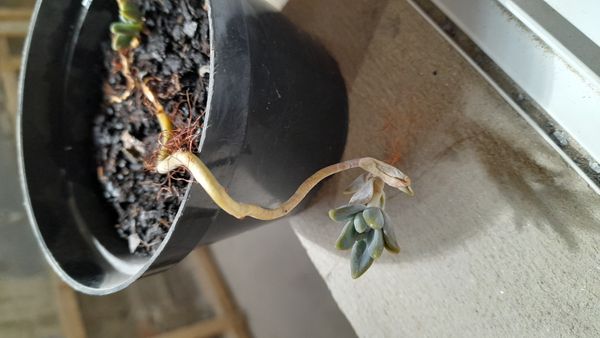 Identificação da planta Planta fantasma por foto