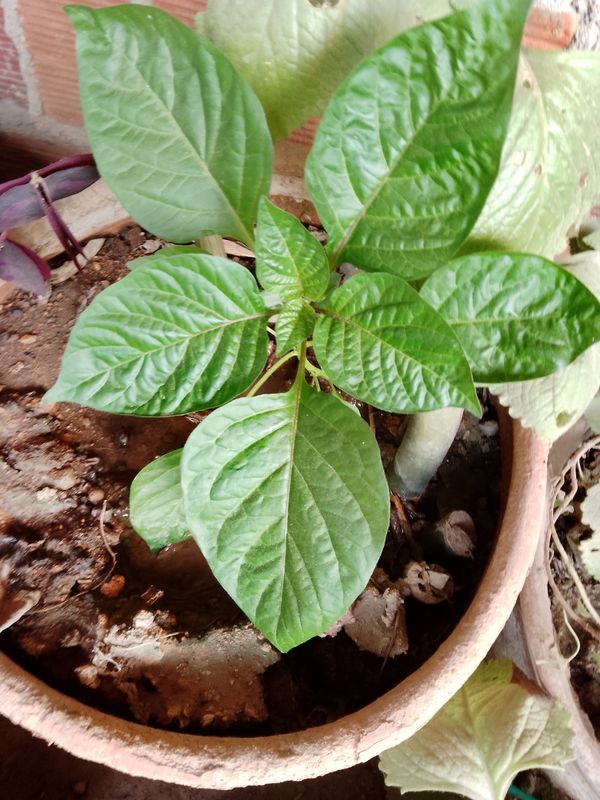 Identificação da planta Pimenta-de-cheiro por foto