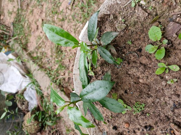 Identificação da planta Peroba-japonesa por foto