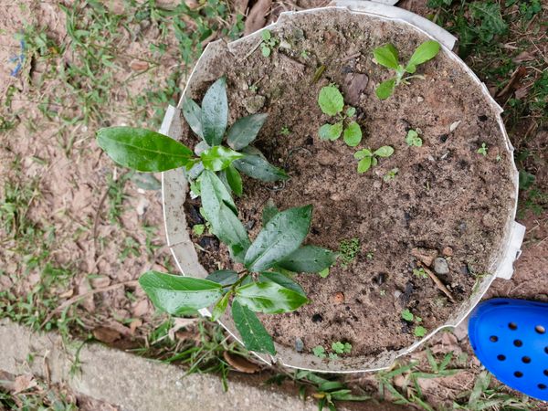 Identificação da planta Jambo amarelo por foto