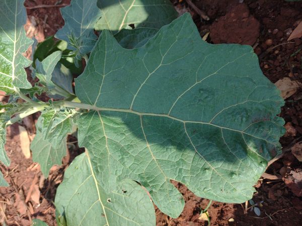 Identificação da planta Jilo por foto