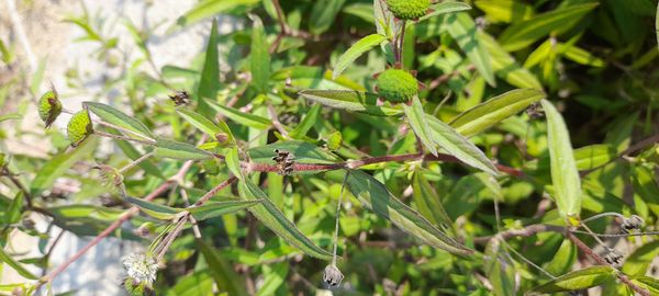 Identificação da planta Erva botão por foto