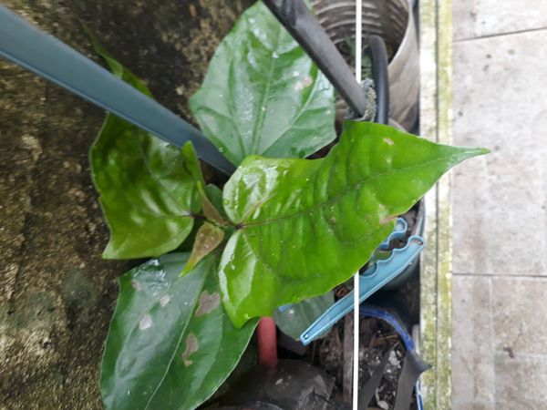 Identificação da planta Maracujá por foto