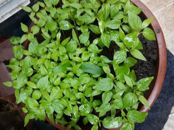 Identificação da planta Pimenta-de-cheiro por foto