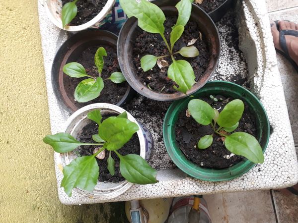 Identificação da planta Espinafre por foto