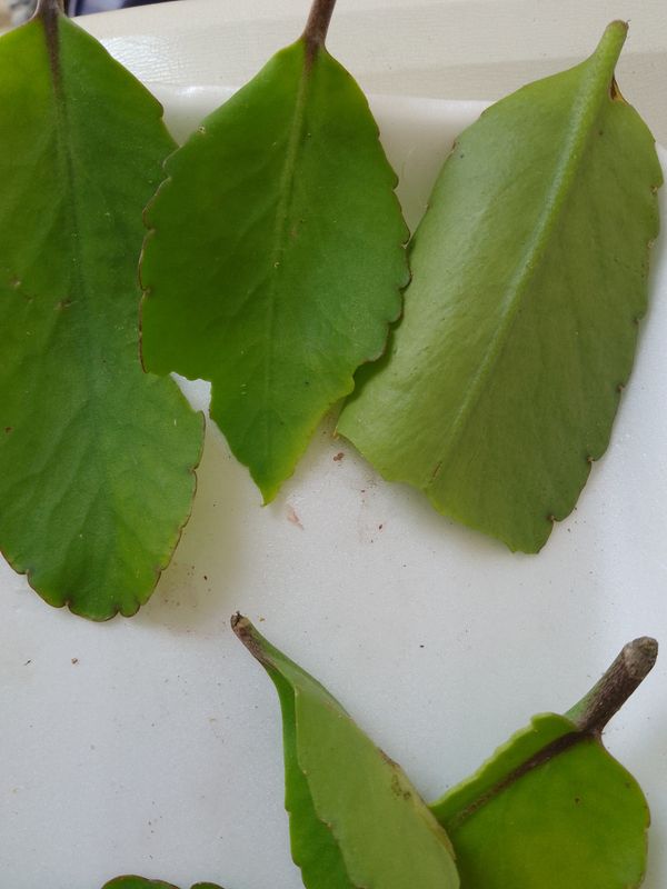 Identificação da planta Aranto por foto