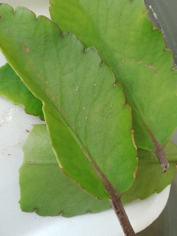 Identificação da planta Aranto por foto