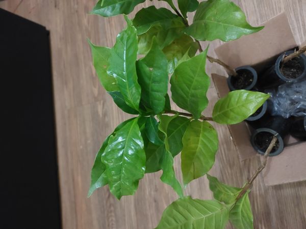 Identificação da planta Café por foto