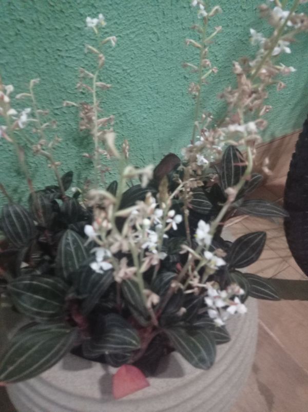 Identificação da planta Orquídea pipoca por foto