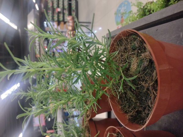 Identificação da planta Alecrim por foto