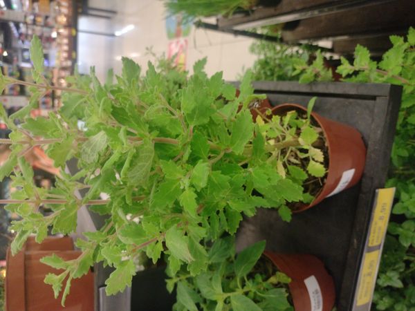 Identificação da planta Menta-de-rio por foto